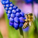 Makro - Biene im Frühling 1