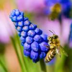 Makro - Biene im Frühling 2